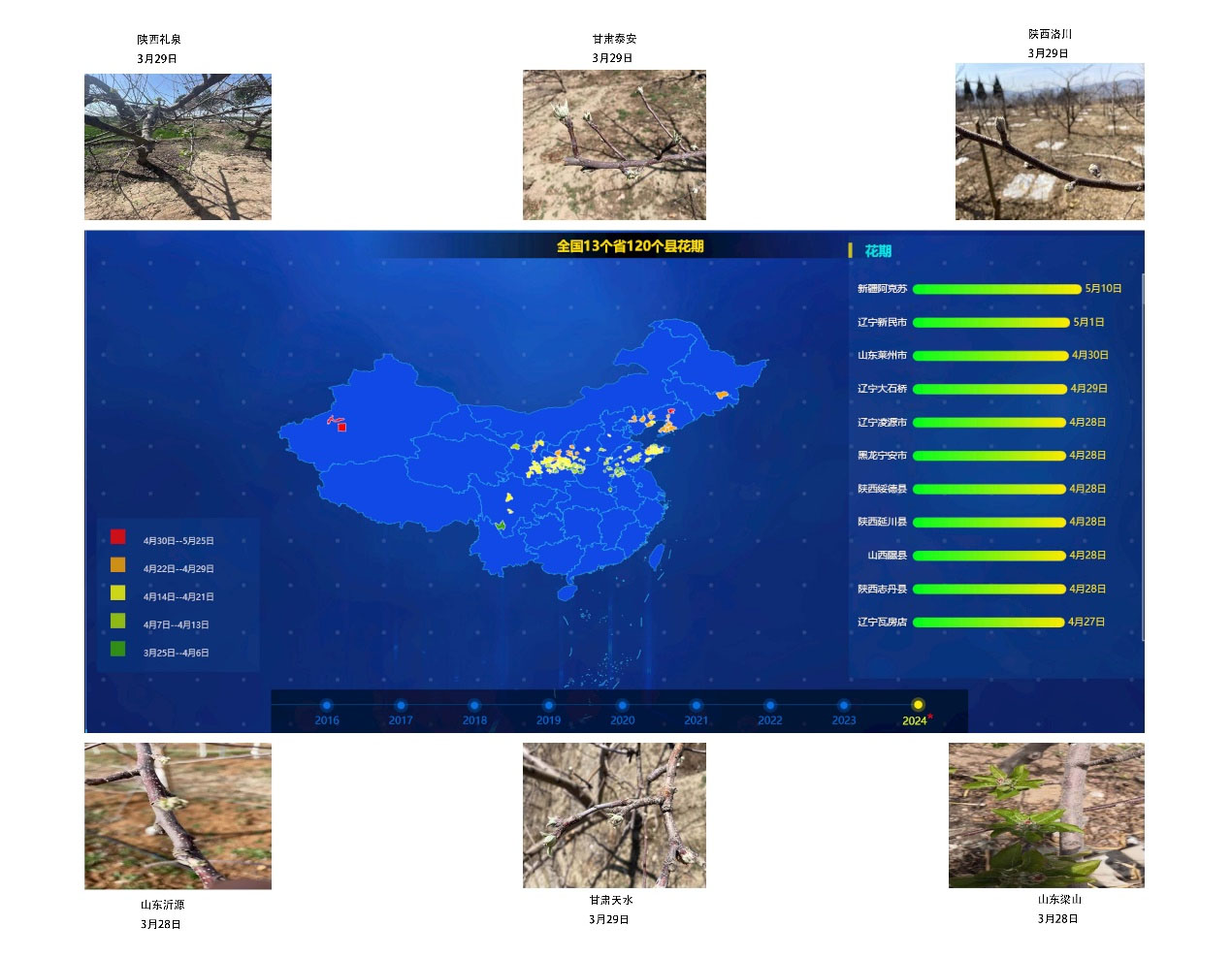 2024年全國蘋果樹預計始花期時間和部分產(chǎn)區(qū)實拍圖 