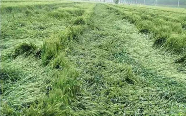 如何預(yù)防小麥后期倒伏？