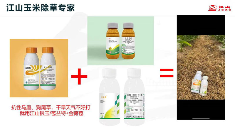 天氣干旱 玉米田超好用的除草劑方案推薦！除草干凈，不傷苗！