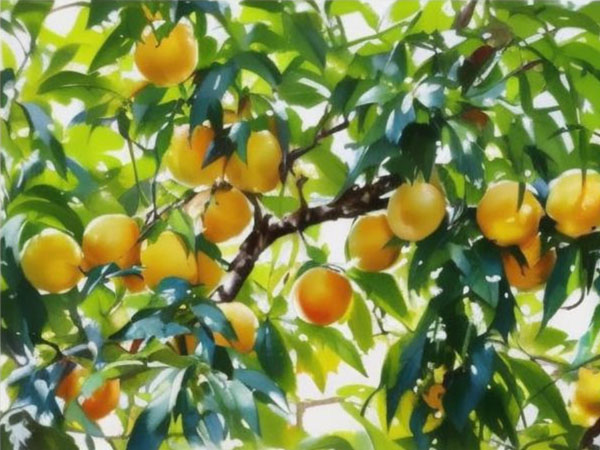 高溫天氣果樹如何安全度夏？